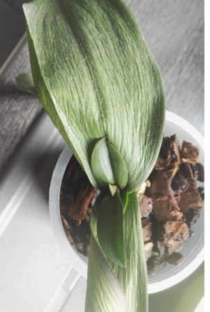 Phalaenopsis hat gelbe Blätter und Pilze