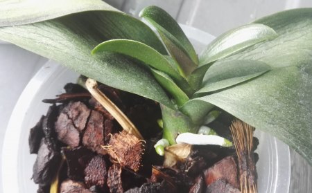 Phalaenopsis hat gelbe Blätter und Pilze