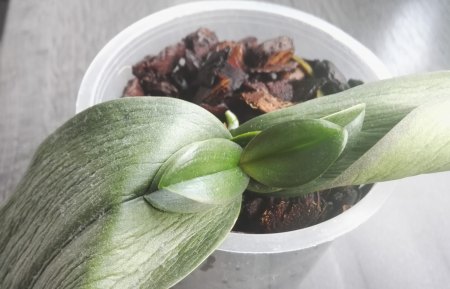 Phalaenopsis hat gelbe Blätter und Pilze