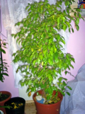 S4025920_edited.JPG