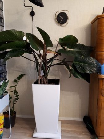 Habe großen Philodendron Red Beauty geschenkt bekommen