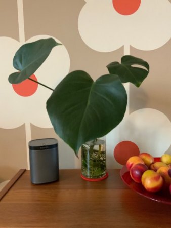 Monstera fängt plötzlich an zu faulen