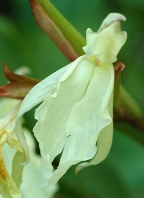 Ingwerorchidee Beesiana.jpg