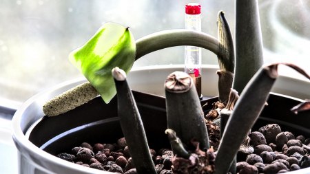 Glücksfeder (Zamioculcas zamiifolia) blüht mit nur 1 Blatt
