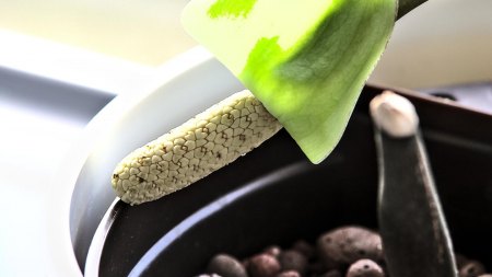 Glücksfeder (Zamioculcas zamiifolia) blüht mit nur 1 Blatt