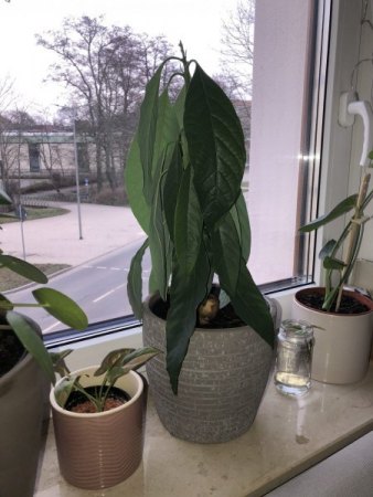 Avocado lässt Blätter nach Thripsen hängen