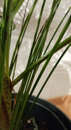 Schädling an meiner Goldfruchtpalme gesucht