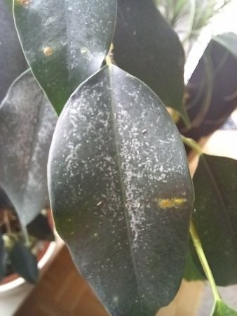 Gummibaum bekommt immer mehr weiße Flächen und braune Punkte