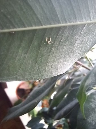 Gummibaum bekommt immer mehr weiße Flächen und braune Punkte