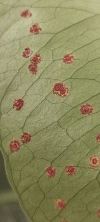Monstera hat braune staubige Pünktchen auf der unteren Blattseite