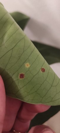 Monstera hat braune staubige Pünktchen auf der unteren Blattseite