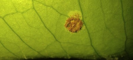 Monstera hat braune staubige Pünktchen auf der unteren Blattseite