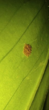 Monstera hat braune staubige Pünktchen auf der unteren Blattseite