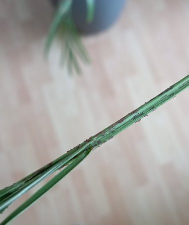 Schädling an meiner Goldfruchtpalme gesucht