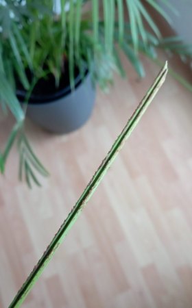 Schädling an meiner Goldfruchtpalme gesucht