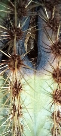 Kaktus wird an der Spitze Blau und rissig