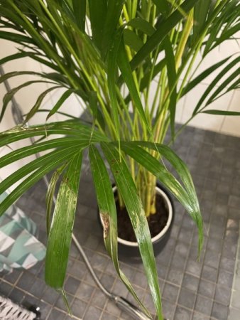 Hilfe, was hat meine Areca Palme
