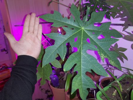 Papaya Stecklinge/Abmoosen · Samen & Anzucht & Vermehrung · GREEN24