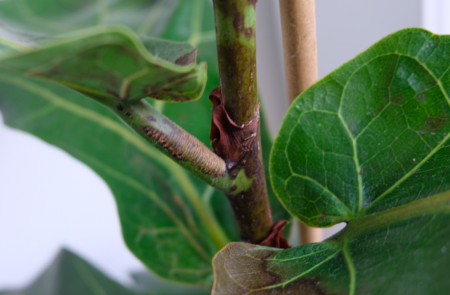 Meine Ficus Lyrata ist krank :(