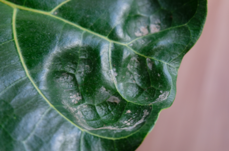 Meine Ficus Lyrata ist krank :(