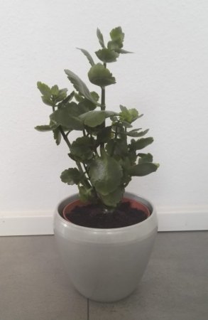 Flammende Käthchen was mache ich damit?
