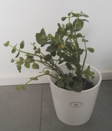Flammende Käthchen was mache ich damit?