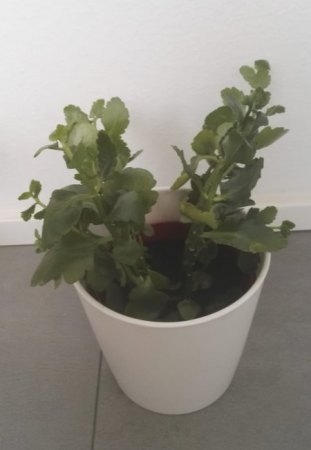 Flammende Käthchen was mache ich damit?