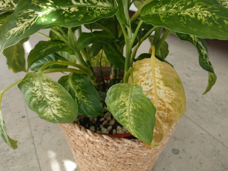 Untere Blätter von Dieffenbachia werden gelb