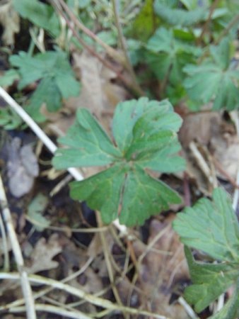 Unbekannte Pflanze - Geranium spec.