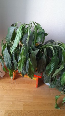 Welke Spathiphyllum