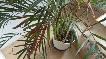 Goldfruchtpalme - gelbe Blätter, fleckige Blätter