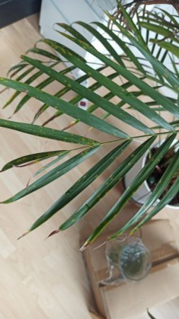 Goldfruchtpalme - gelbe Blätter, fleckige Blätter