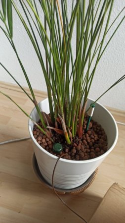 Goldfruchtpalme - gelbe Blätter, fleckige Blätter