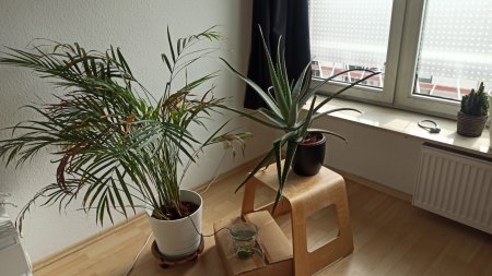 Goldfruchtpalme - gelbe Blätter, fleckige Blätter