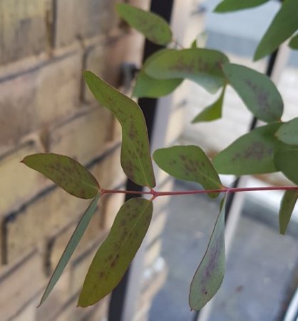 Braun gefleckte Blätter - Eukalyptus gunnii