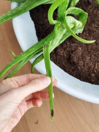 Aloe Vera hat schwarze matschige Flecken