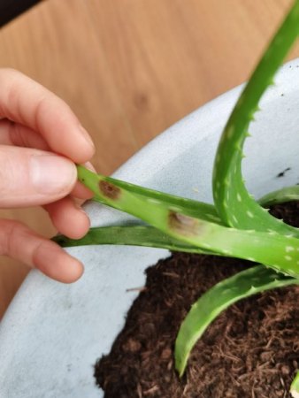 Aloe Vera hat schwarze matschige Flecken