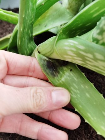 Aloe Vera hat schwarze matschige Flecken