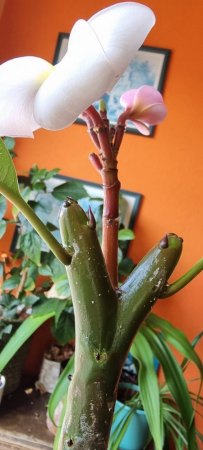 Frangipani hat weiße Punkte?!