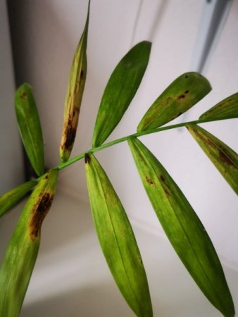 Bergpalme braune Flecken an Blättern