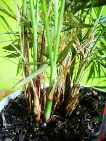 Bergpalme