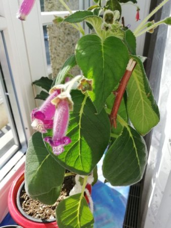 Welche Kohleria Arten haben wir?
