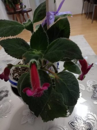Welche Kohleria Arten haben wir?