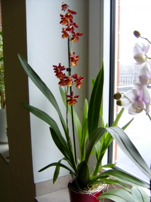 Gekauft am 22.12.07.JPG