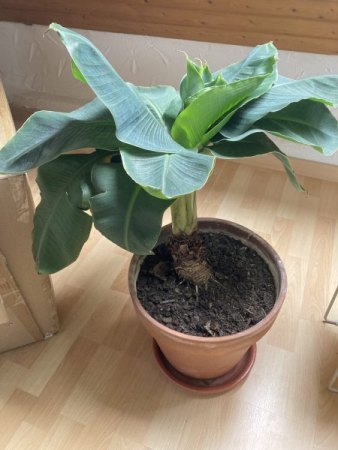 Bananenpflanze wächst nicht weiter