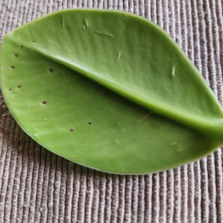 Clusia Rosea mit fadenähnlichen Würmchen