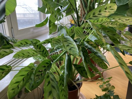 fleckige Blätter Calathea