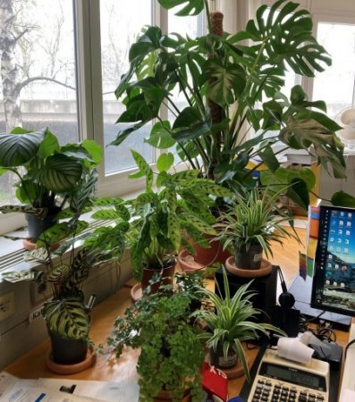 fleckige Blätter Calathea