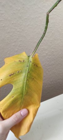 Monstera gelbe Blätter + braune Hubbel