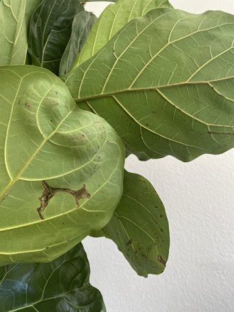 Ficus Lyrata braune Flecken/Stamm und Blatter fallen ab